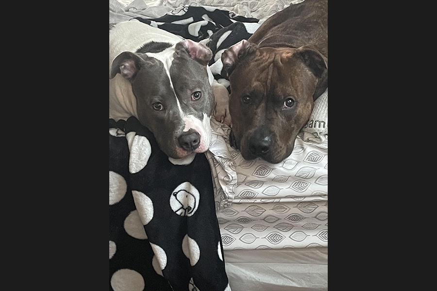 dogs