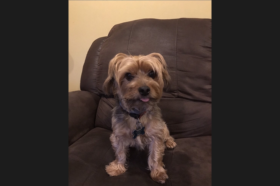 dog