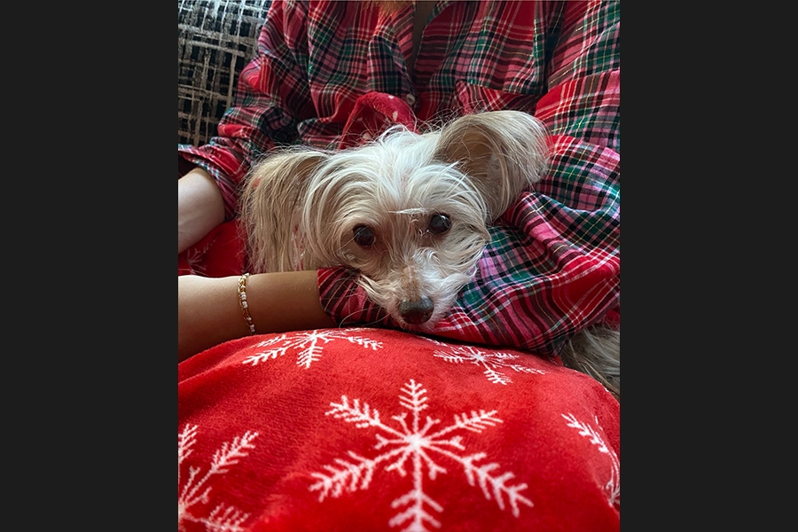 dog