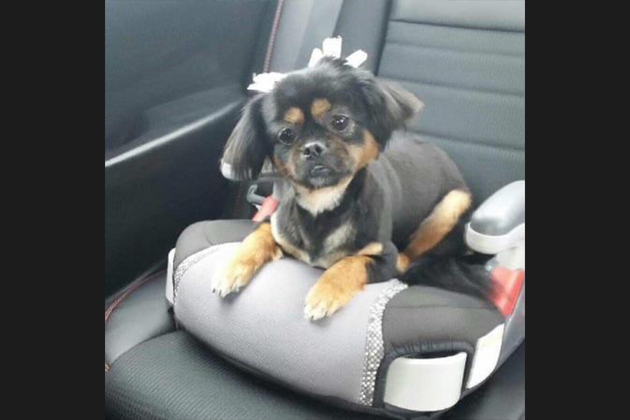 dog