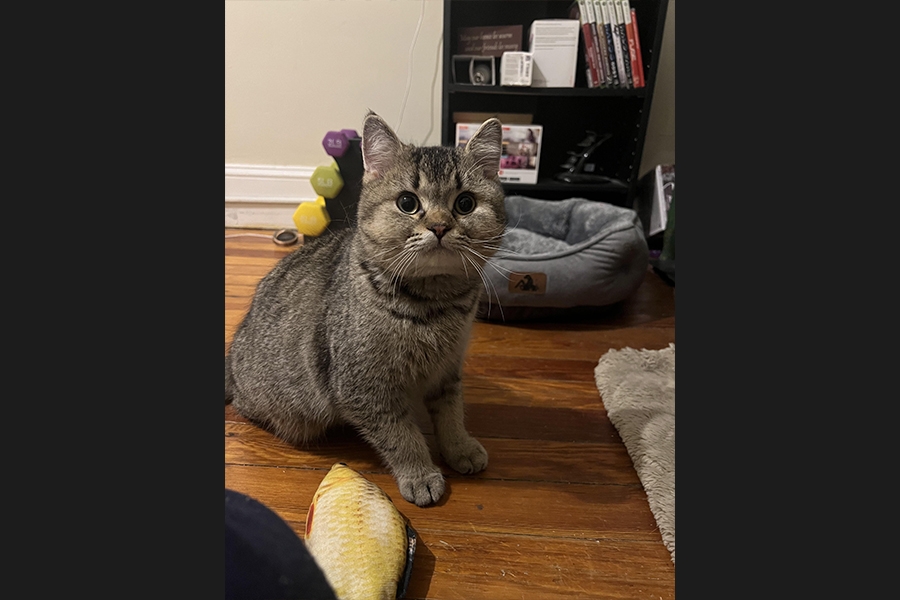cat
