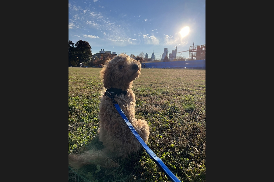 dog