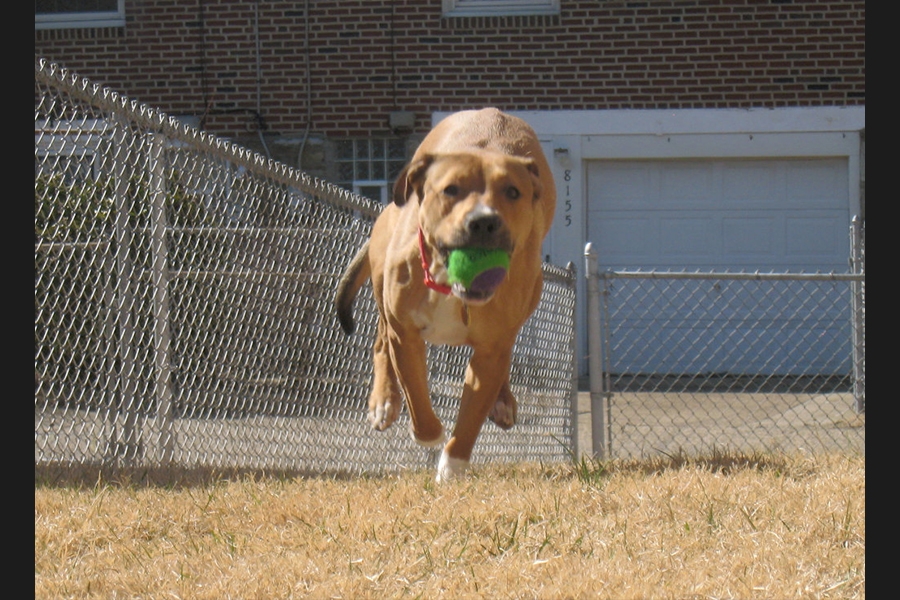 dog