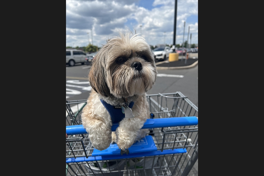 dog
