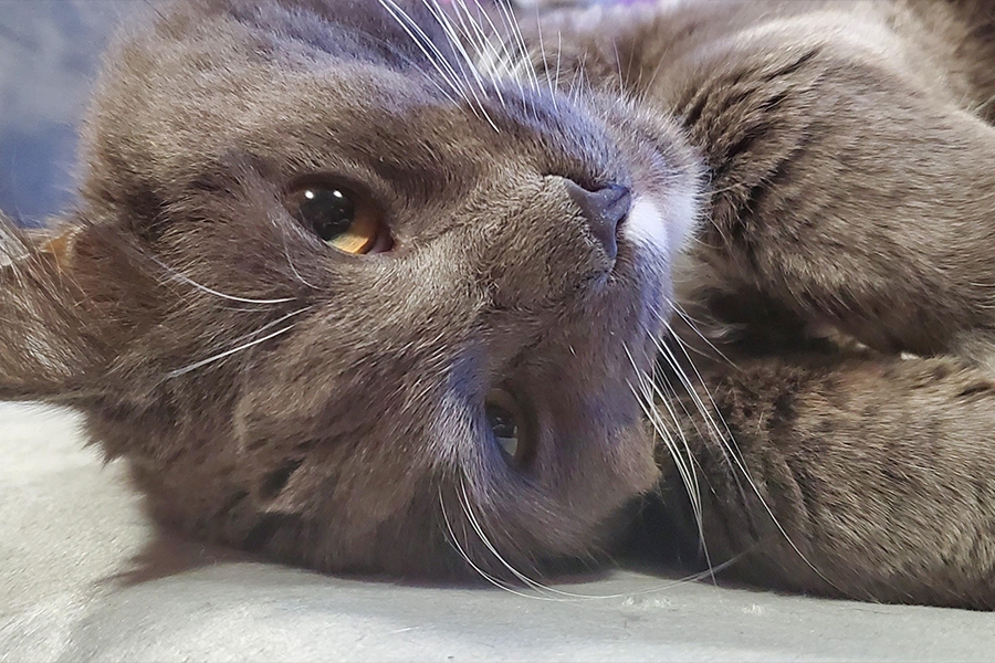 cat