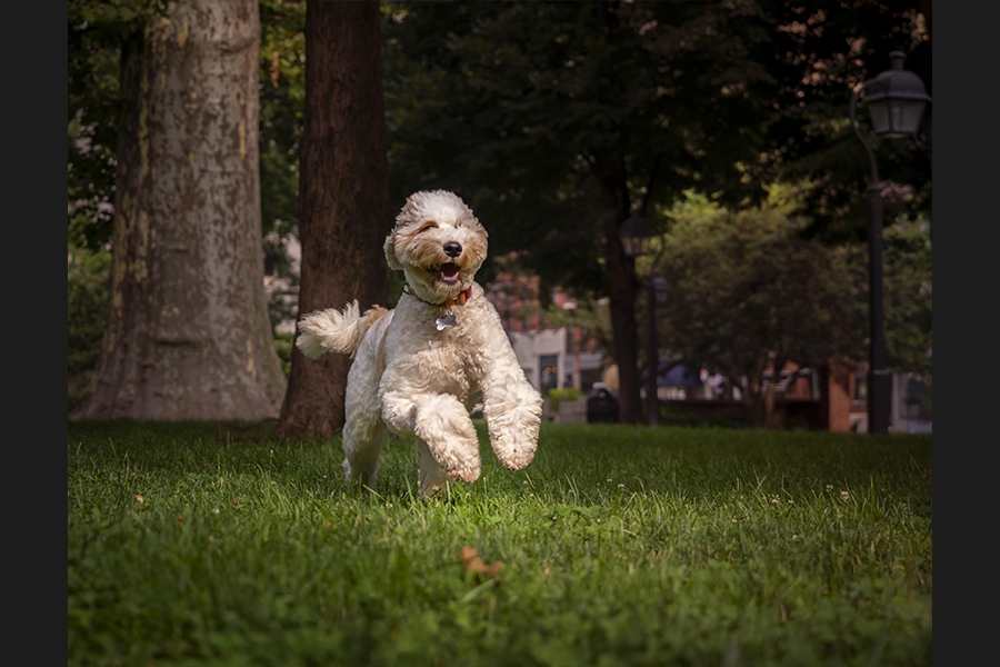 dog