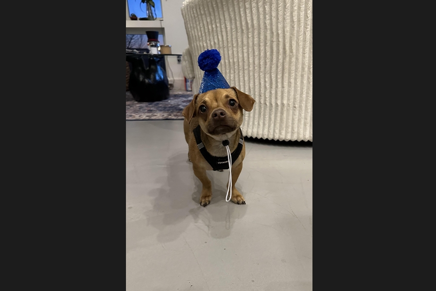 dog