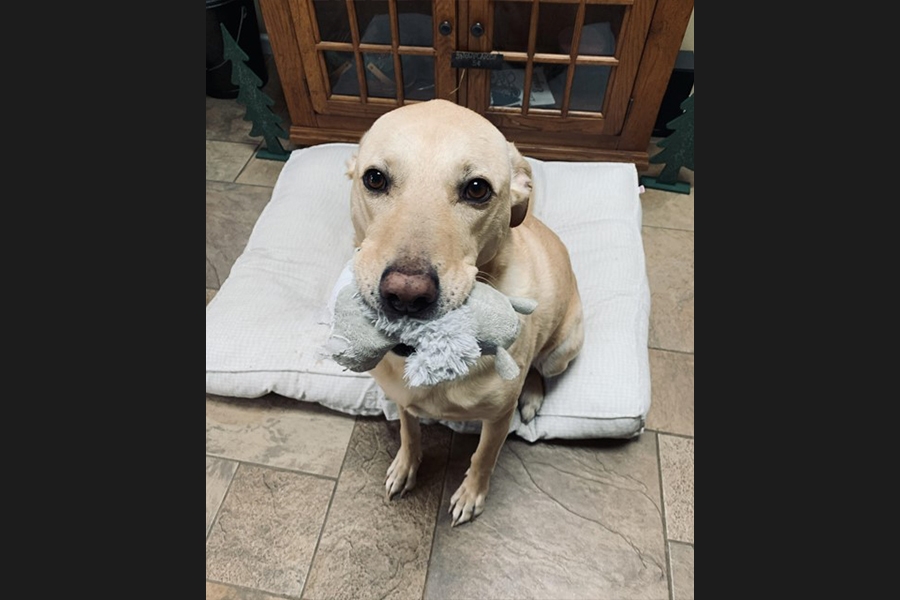 dog