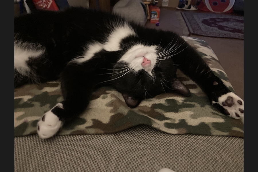 cat