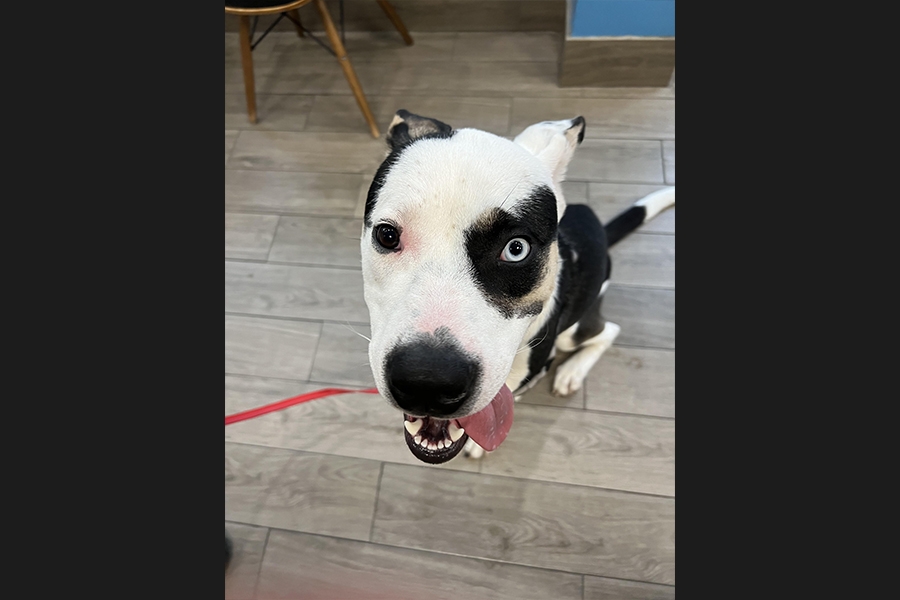 dog