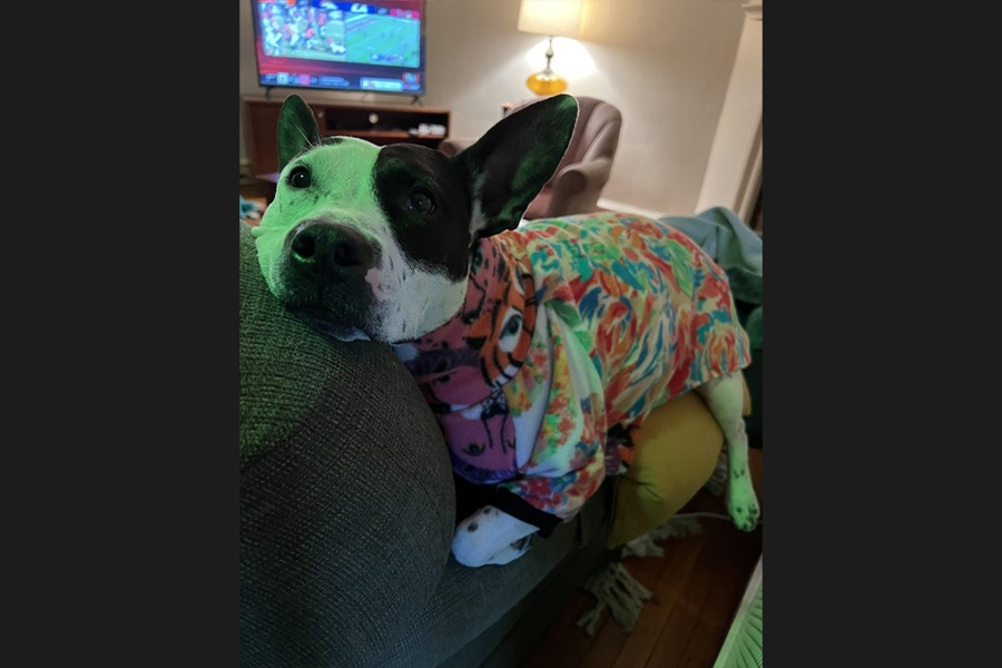 dog