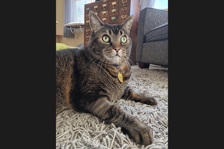 cat