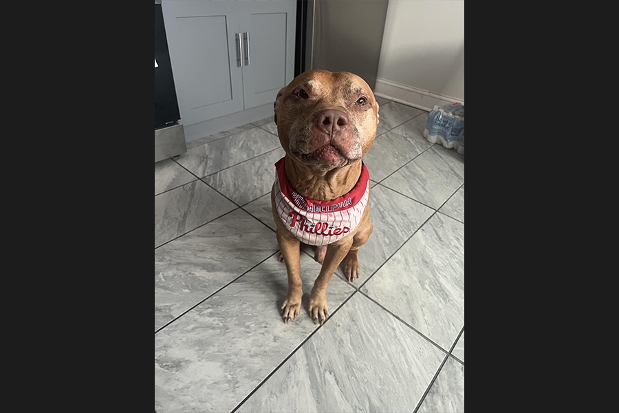 dog