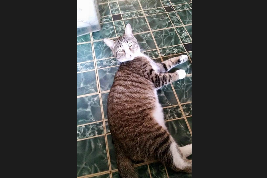 cat
