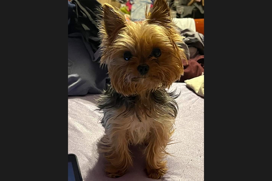 dog