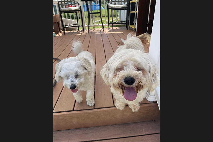 dogs