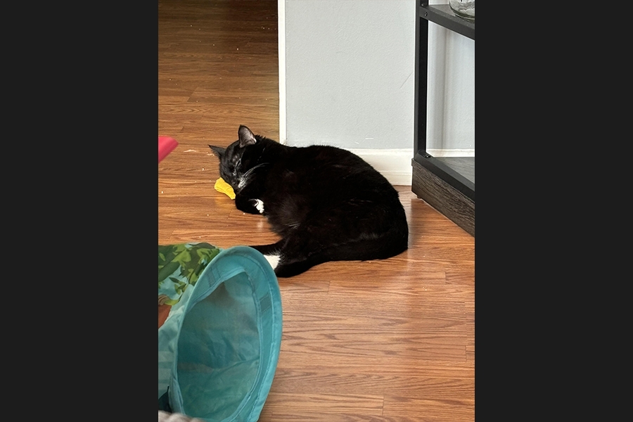 cat