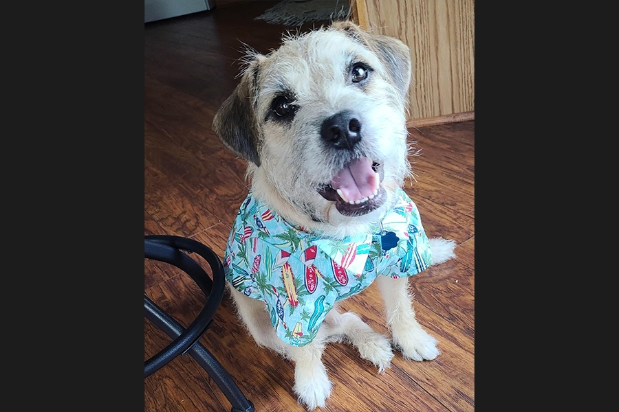dog