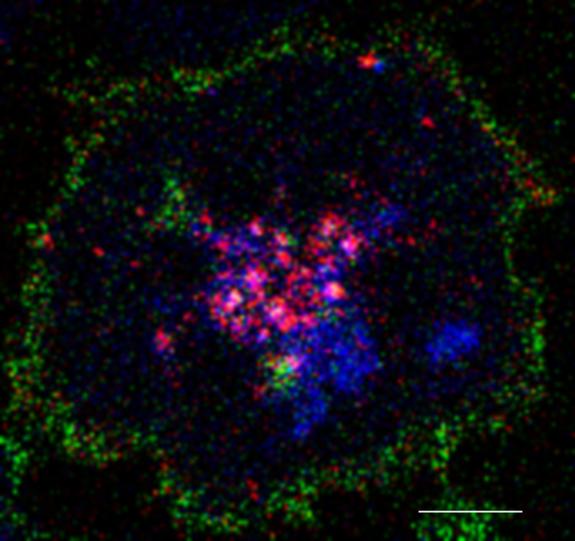 Calcium signaling